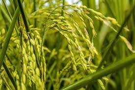 Quale Agricoltura per un Futuro Sostenibile? Un libro per analizzare, riflettere, discutere e parlare del nostro futuro.